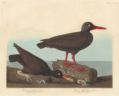 White-Legged Oyster-Catcher and Slender-Billed Oyster-Catcher, 1838.