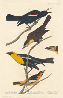 Nuttall's Starling, Yellow-headed Troopial and Bullock's Oriole, 1837.
