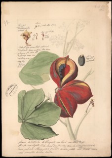 Theobroma bicolor, 1785. Found in the collection of Instituto Cultural Itaú.