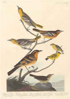 Bullock's Oriole, Baltimore Oriole, Mexican Goldfinch and Varied Thrush, 1838.