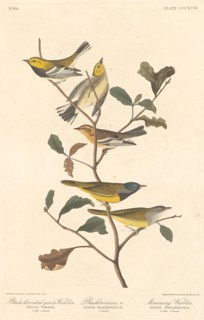 Black-throated Green Warbler, Blackburnian Warbler and Mourning Warbler, 1837.