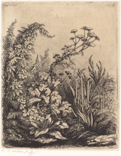La petite berle aux liserons (Small Water-parsnip with Bindweed), published 1849.