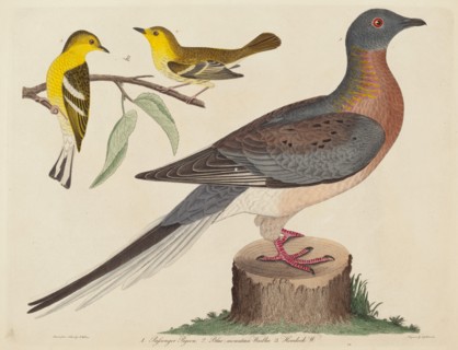 Passenger Pigeon, Blue-mountain Warbler, and Hemlock Warbler, published 1808-1814.