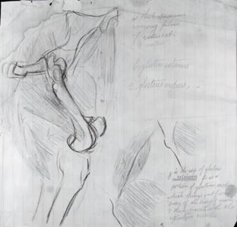 Anatomical Drawing, c. 1878. Creator: Thomas Eakins.