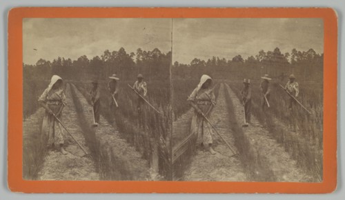 Hoeing Rice, 1876-1888. Creator: O. Pierre Havens.