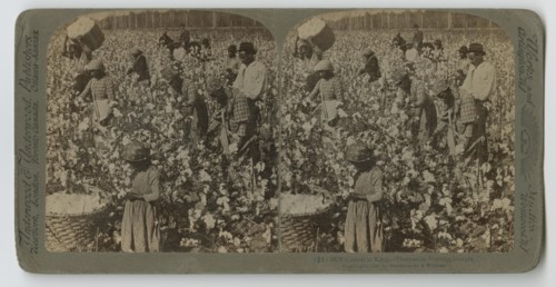 Cotton is King - Plantation Scene, Georgia, 1895. Creator: Strohmeyer & Wyman.