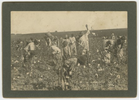 No. 86, Picking Cotton, ca. 1895. Creator: A. W. Möller.