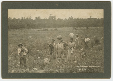 Gathering Watermelons, ca. 1895. Creator: A. W. Möller.
