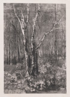 Woods in the Park near Monza, 1895. Creator: Mose, Bianchi.