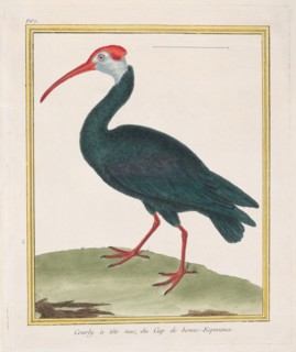 Courly à tête nu, du Cap de bonne Esperance (Bald Ibis from the Cape of Good Hope), 1770-86. Creator: François Nicolas Martinet.