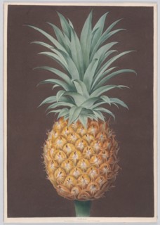 The Smooth Leaved Green Antigua Pine, 1807. Creator: Henri Merke.