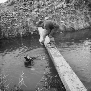 River Nar where the Fens gas pipeline crosses the river, Norfolk, 20/09/1967. Creator: John Laing plc.