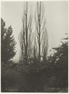 Poplars - Lake George, 1935. Creator: Alfred Stieglitz.