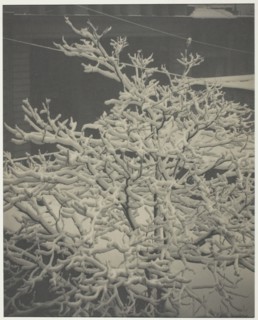 From the Back-Window "291" Snow-Covered Tree, Back-Yard, 1915. Creator: Alfred Stieglitz.