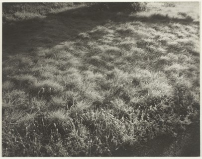 Grass and Frost, 1934. Creator: Alfred Stieglitz.