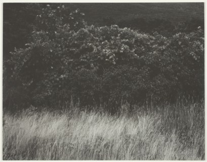 Hedge and Grasses - Lake George, 1933. Creator: Alfred Stieglitz.