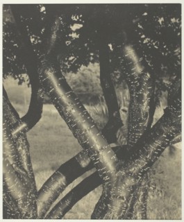 The Dancing Trees, 1922. Creator: Alfred Stieglitz.