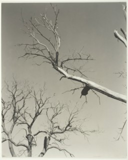 The Dying Chestnut Tree—My Teacher, 1927. Creator: Alfred Stieglitz.