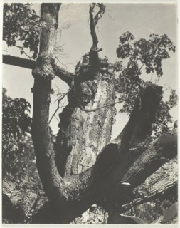 The Old Maple - Lake George, 1926. Creator: Alfred Stieglitz.