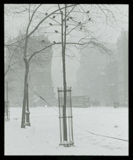 Tree in Snow, New York City, 1900/02. Creator: Alfred Stieglitz.