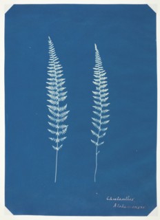 Untitled [ferns], c. 1850.  Creator: Unknown.