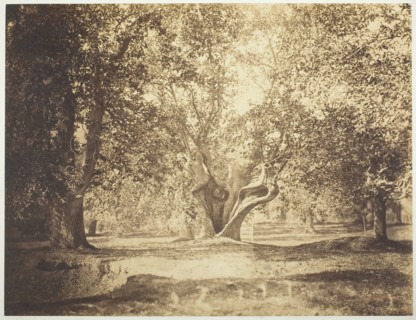 Tree, Forest of Fontainebleau, c. 1856. Creator: Gustave Le Gray.
