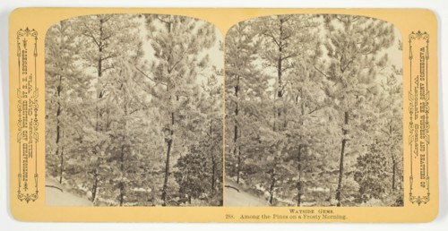 Among the Pines on a Frosty Morning, 1870/89. Creator: Henry Hamilton Bennett.