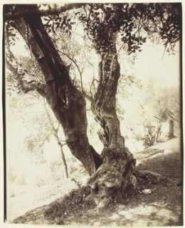 Olivier, Nice (Olive Tree, Nice), c. 1900. Creator: Eugene Atget.