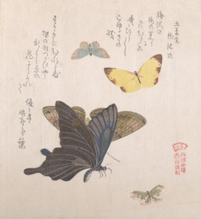 Various moths and butterflies, 19th century. Creator: Kubo Shunman.