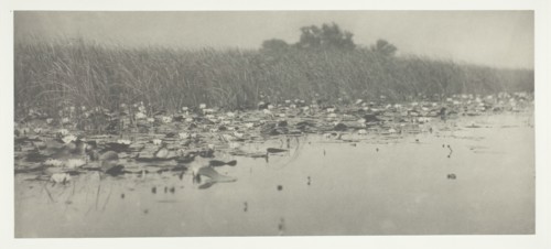 Water-Lilies, 1886. Creator: Peter Henry Emerson.
