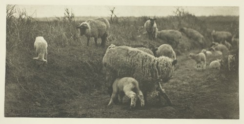A March Pastoral (Suffolk), c. 1883/87, printed 1888. Creator: Peter Henry Emerson.