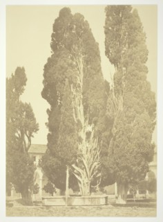 Untitled (Trees in Rome), c. 1857. Creator: Robert MacPherson.