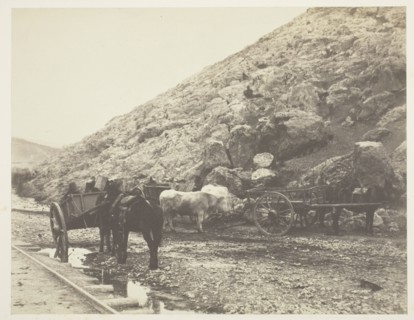 Cattle and Carts, leaving Balaklava, 1855. Creator: Roger Fenton.