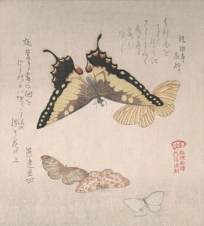 Various moths and butterflies, 19th century. Creator: Kubo Shunman.