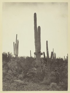 Cereus giganteus, Arizona, 1871. Creator: Tim O'Sullivan.