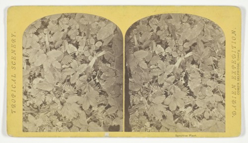 Sensitive Plant, 1870. Creator: Tim O'Sullivan.