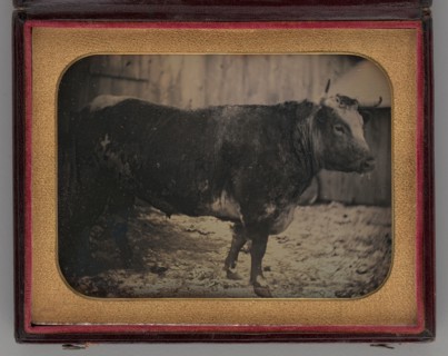Untitled (Portrait of Bull), 1847. Creator: Unknown.