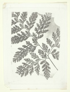 Branch of a Fern, c. 1853/58. Creator: William Henry Fox Talbot.