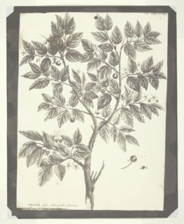 Copy of Botanical Engraving of "Celtis", 1840/45. Creator: William Henry Fox Talbot.
