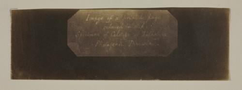 Specimen of Calotype of Talbotype, Photogenic Drawing [label], c. 1840/41. Creator: William Henry Fox Talbot.