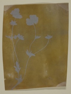 Stem of Leaves and Flowers, c. 1835/37. Creator: William Henry Fox Talbot.