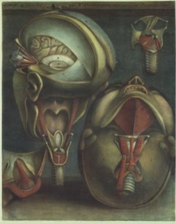 Two Views of the Head, 1746. Creator: Jacques Fabien Gautier Dagoty.