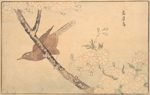 The Gray Thrush, 1789. Creator: Kitao Masayoshi.