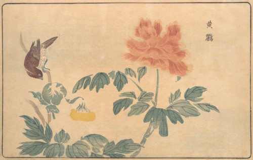 Chinese Oriole and Peonies, 1789. Creator: Kitao Masayoshi.