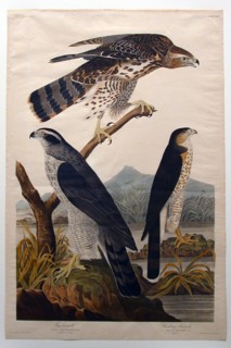 Goshawk, Stanley Hawk (No. 29), 1830. Creator: John James Audubon.