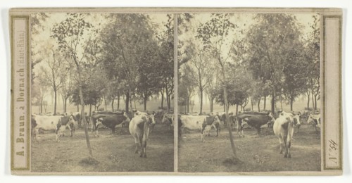 Untitled [cows], 1850/77.  Creator: Adolphe Braun.