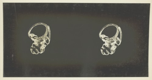 The Labyrinth of Animals; Including Mammals, Birds, Reptiles, & Amphibians - Vol. I, 1907; 1900/08. Creator: Unknown.