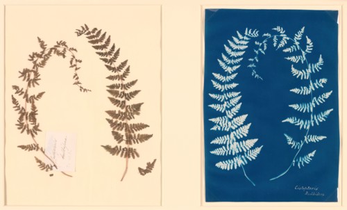 From the Hatton Fern Album, c. 1850. Creator: Anon.