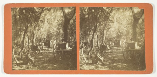 Moss Avenue, Fort George, Florida, 1872. Creator: Unknown.