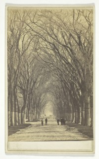 Untitled (avenue of trees), 1840-1900.  Creator: Unknown.